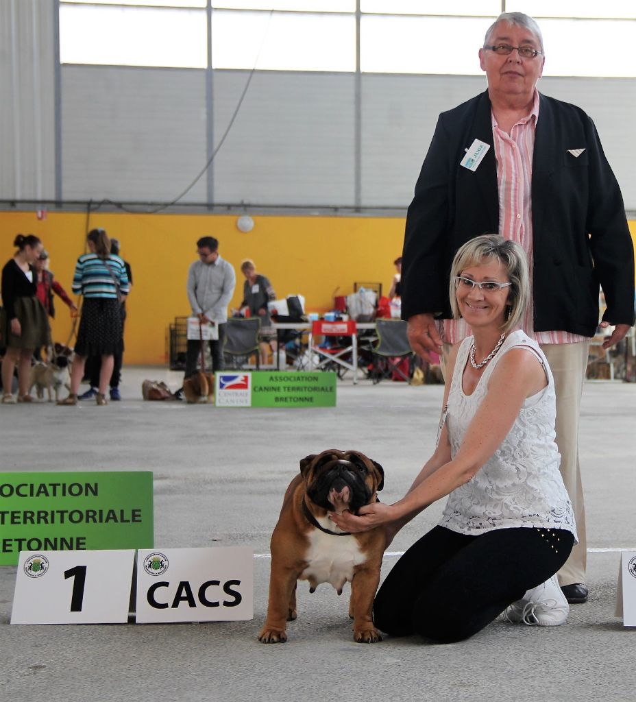Bull's of Normandy Lara-croft - 1ere excellent / CACS/ BOB ( meilleur de race) classe ouverte