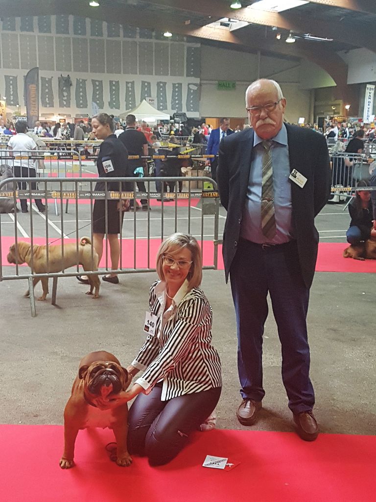 Bull's of Normandy Lara-croft - CACS CACIB MEILLEUR DE RACE 1ERE EXCELLENT