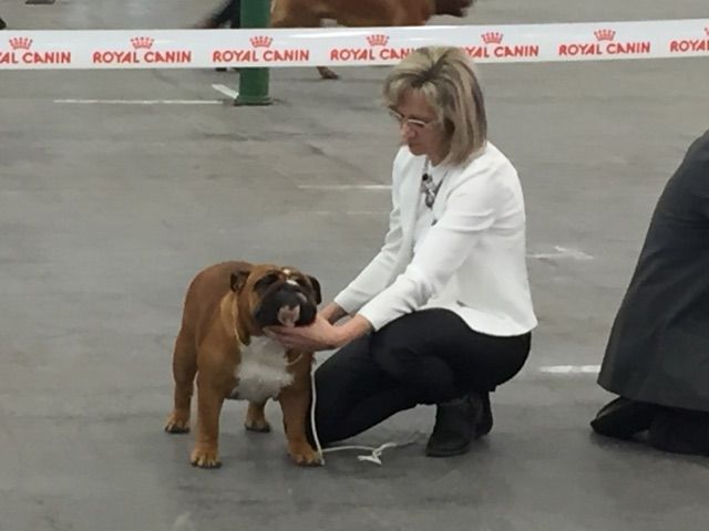 Bull's of Normandy Lara-croft - 3eme excellent classe intermediaire