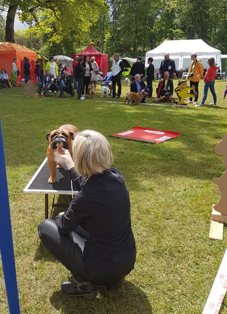 Bull's of Normandy Lara-croft - excellent/ classe intermediaire