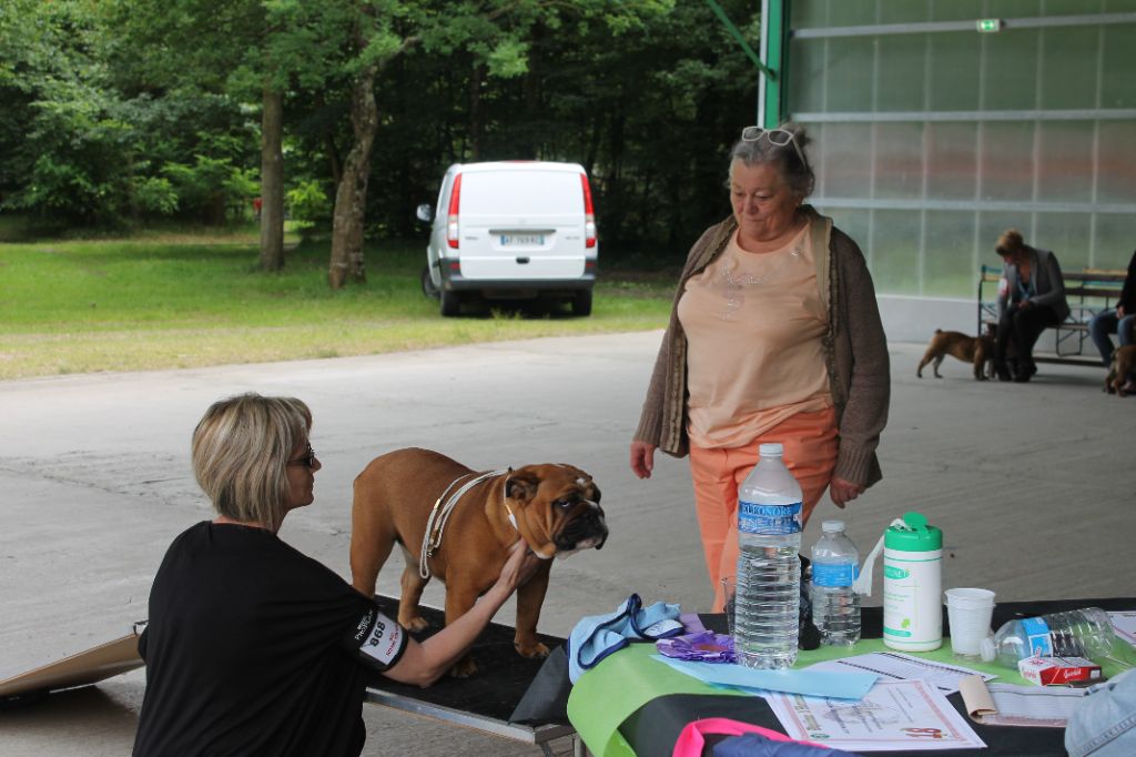 Bull's of Normandy Lara-croft - très prometteur