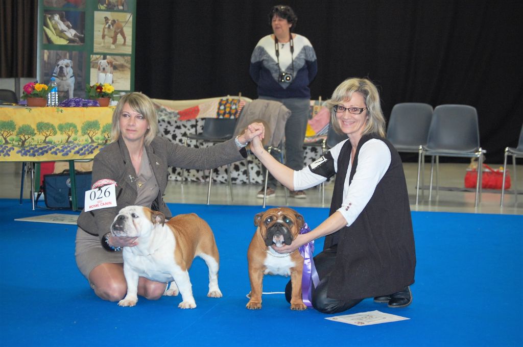 Bull's of Normandy Lara-croft - TAN validé , excellent, et un des coup de coeur du juge