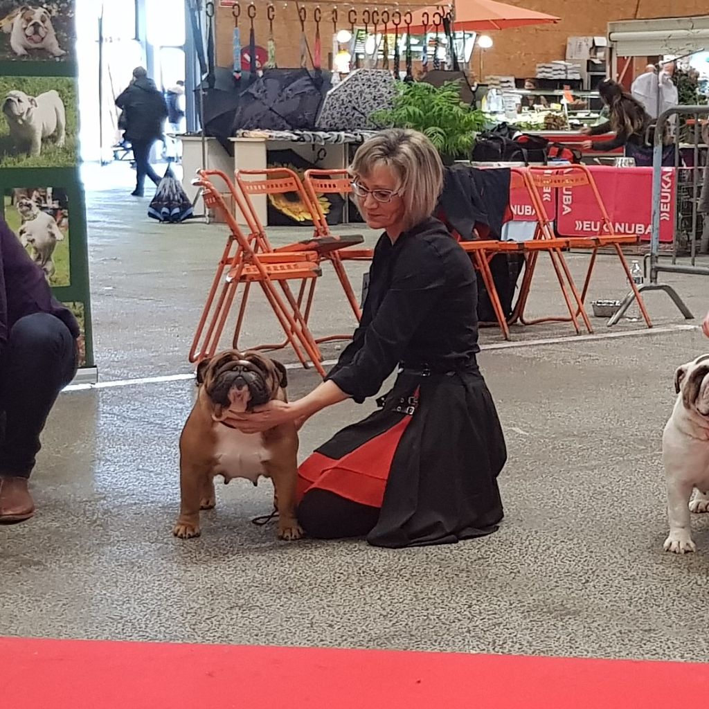 Bull's of Normandy Lara-croft - 2eme excellent/ classe ouverte femelle