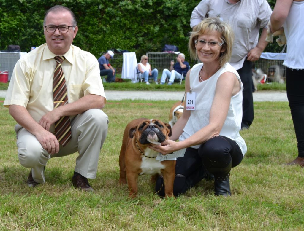 Bull's of Normandy Lara-croft - très prometteur / meilleur puppy