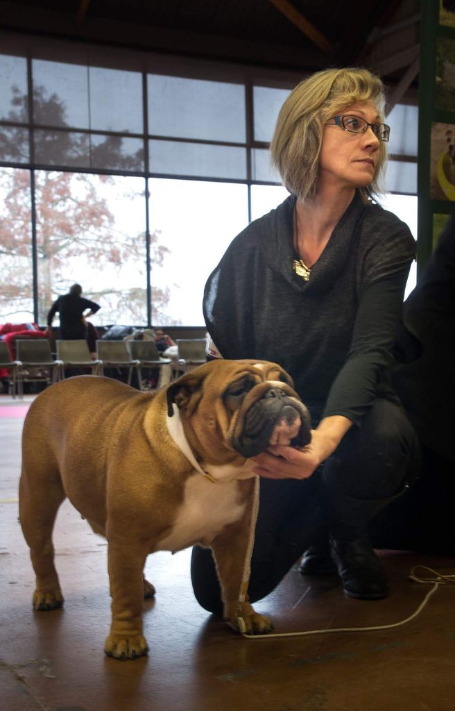 Bull's of Normandy Lara-croft - 3eme excellent/ classe jeune