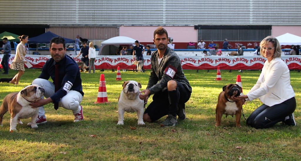 Bull's of Normandy Lara-croft - 1er excellent / CAC / BOS / classe ouverte
