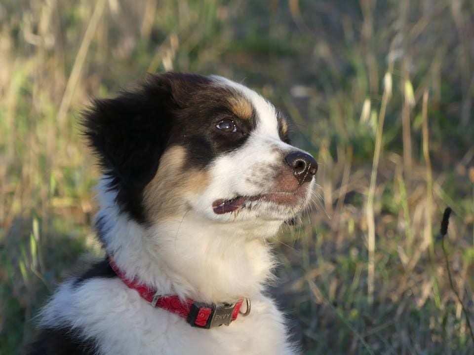 Publication : De La Voie Domitienne Auteur : JEAN-BAPTISTE Cédric