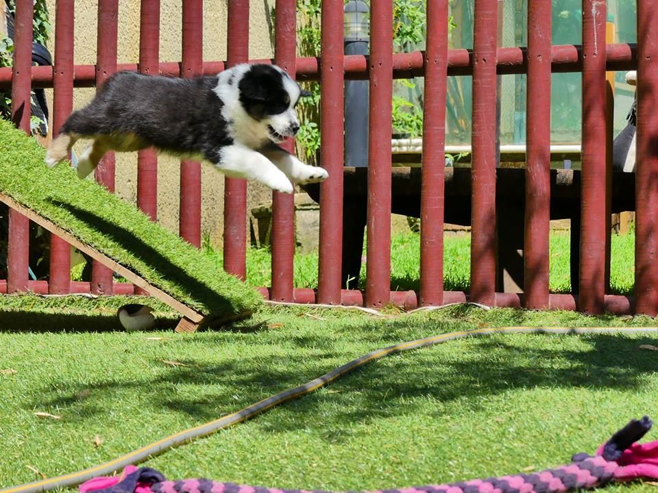 Publication : De La Voie Domitienne Auteur : JEAN-BAPTISTE Cédric