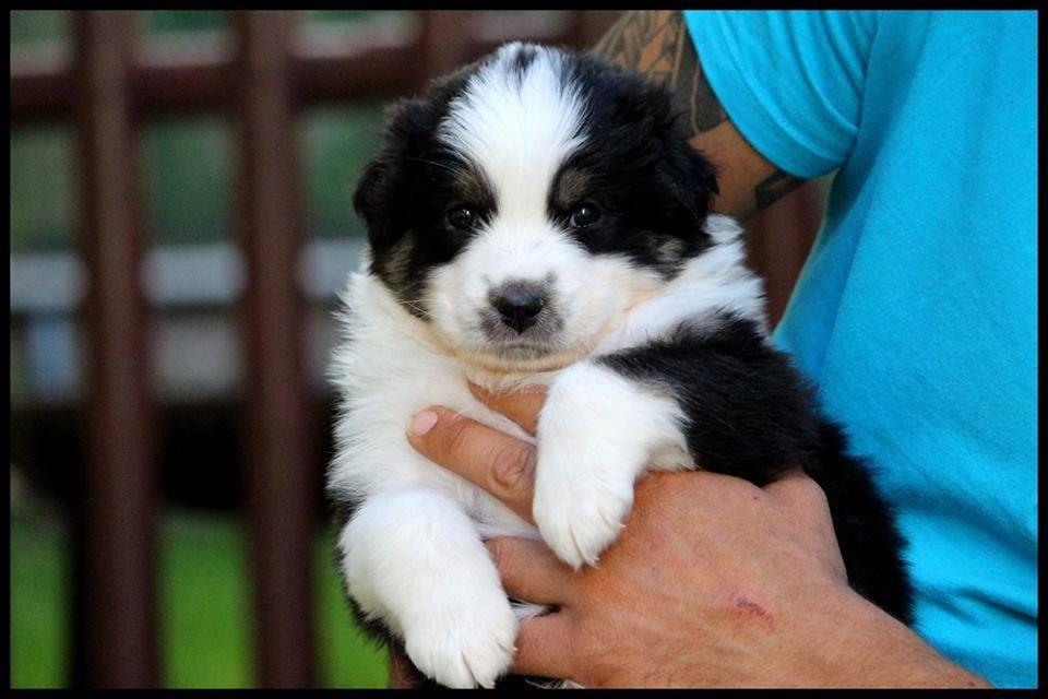 Publication : De La Voie Domitienne Auteur : JEAN-BAPTISTE Cédric