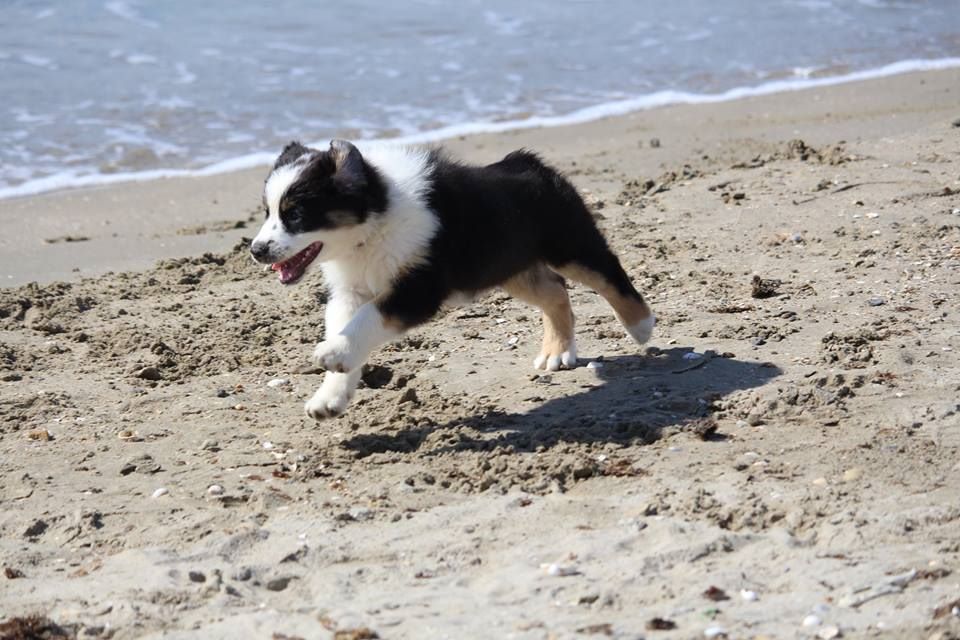 Publication : De La Voie Domitienne Auteur : JEAN-BAPTISTE Cédric