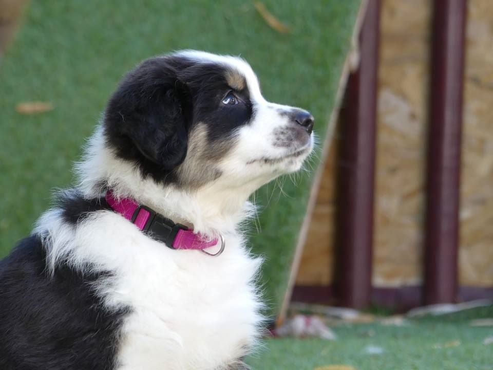 Publication : De La Voie Domitienne Auteur : JEAN-BAPTISTE Cédric