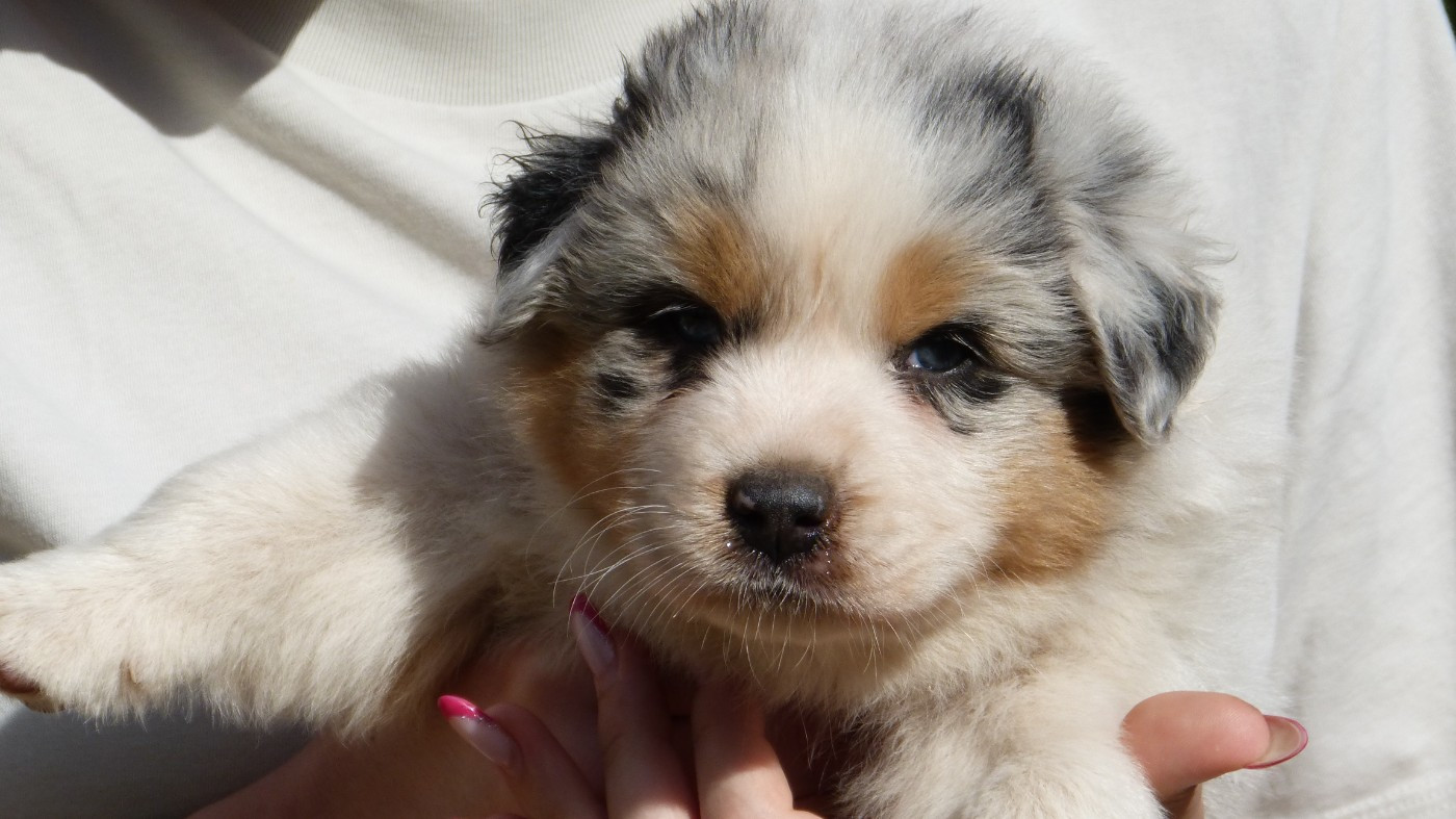 Chiot N°3 / BOLT