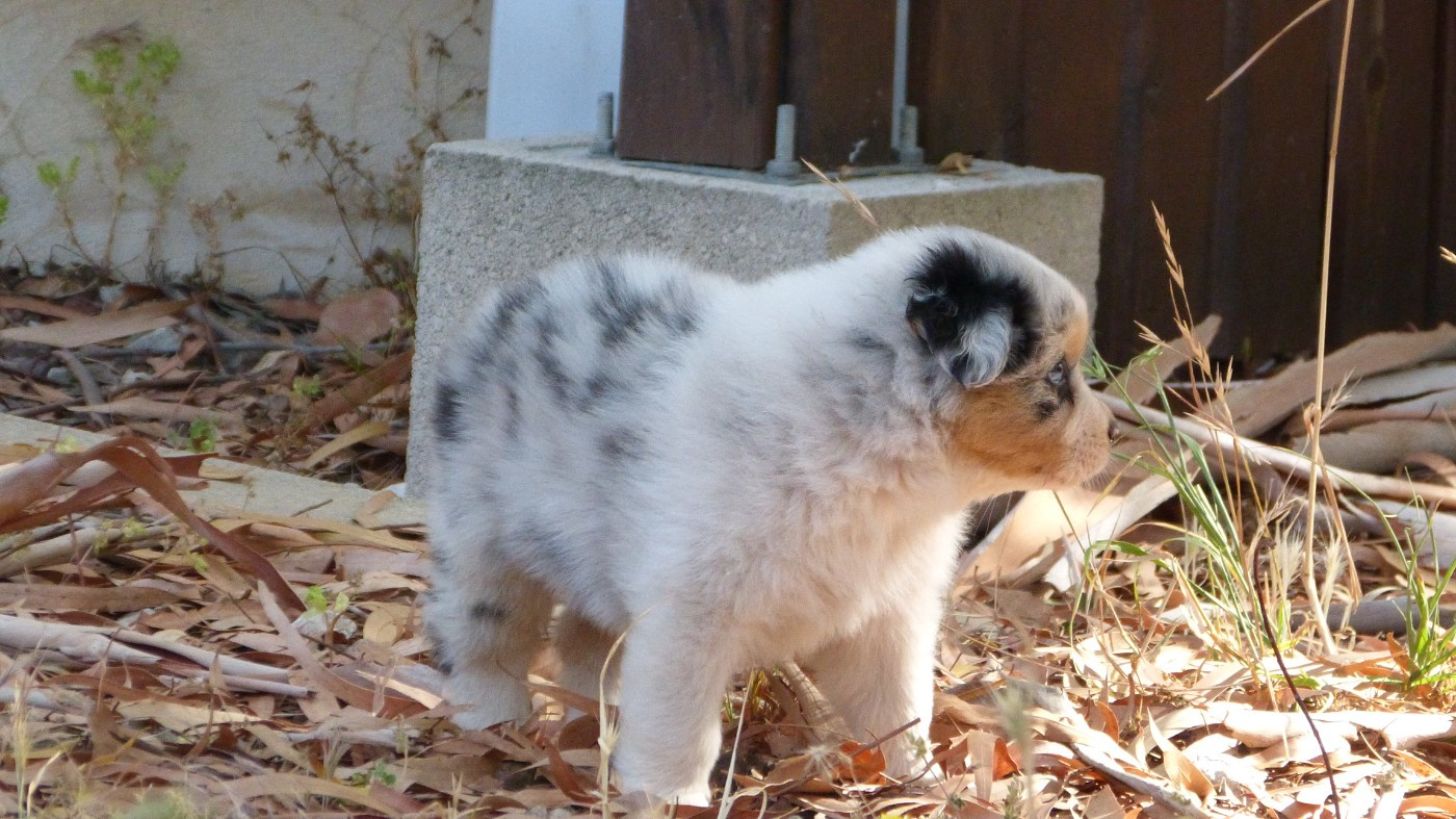 Chiot N°3 / BOLT