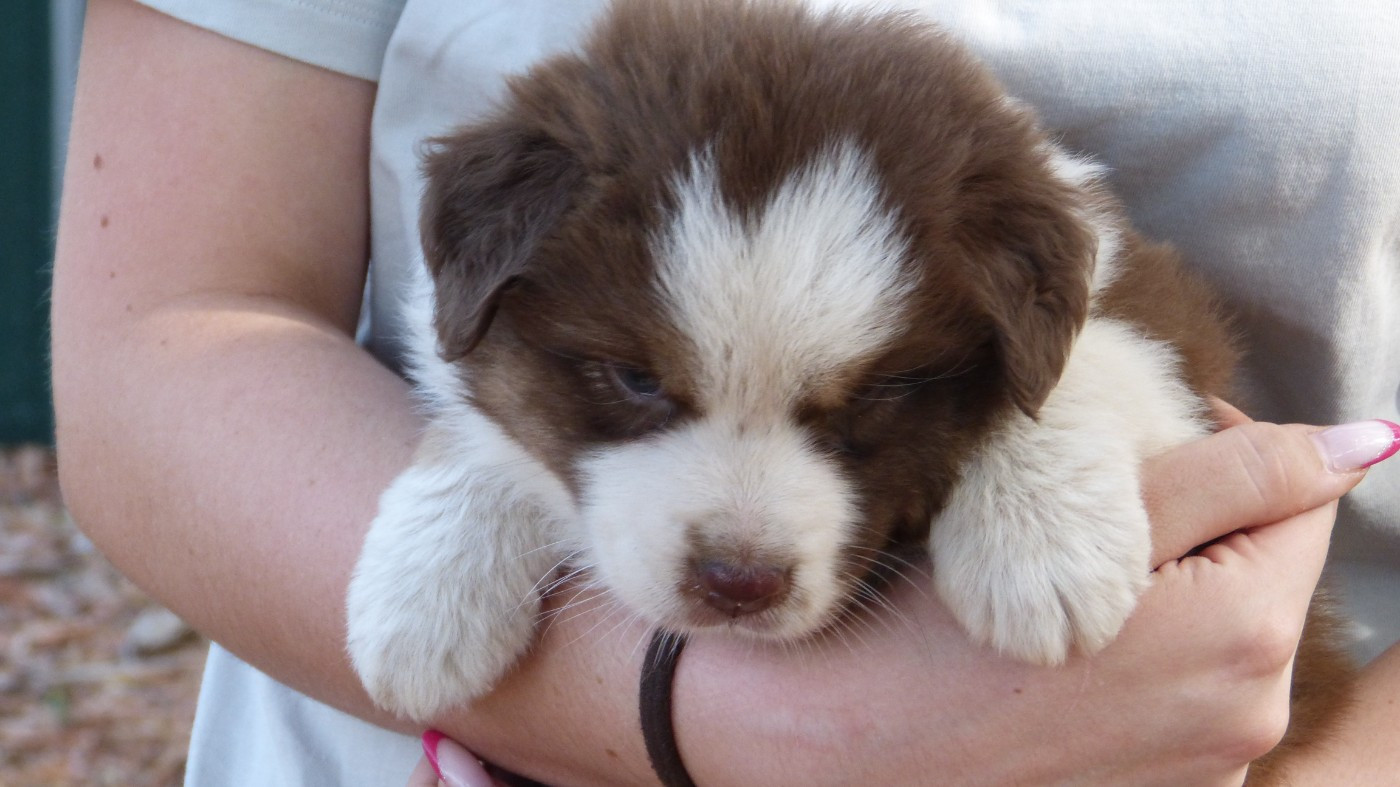 Chiot N°2 / BRASERA sora