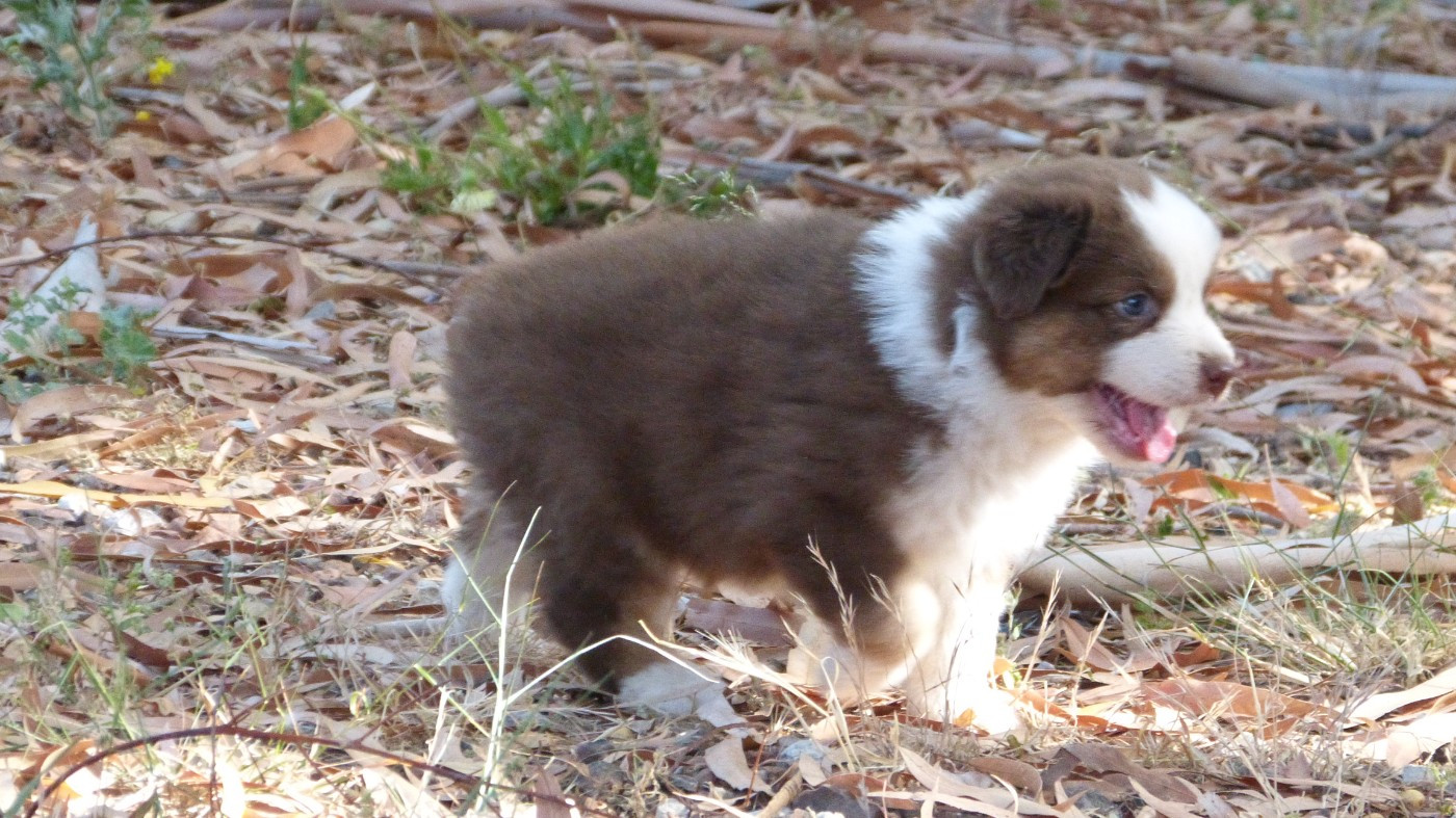 Chiot N°2 / BRASERA sora