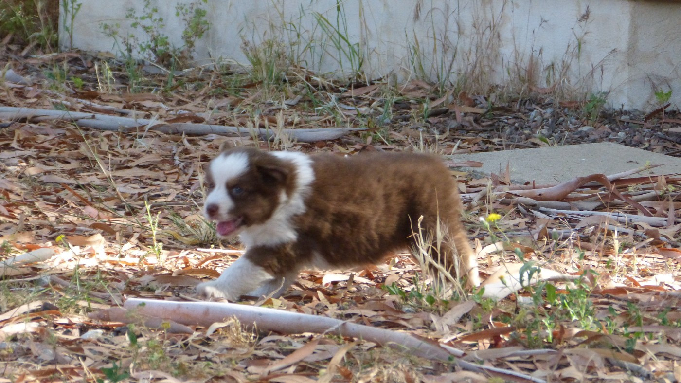 Chiot N°2 / BRASERA sora