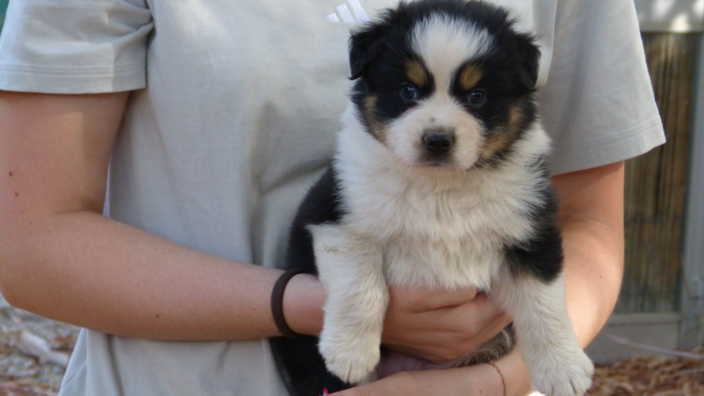 Chiot N°1 / BONNIE