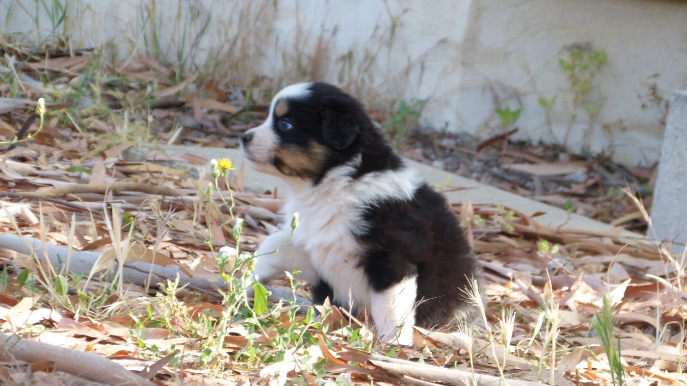 Chiot N°1 / BONNIE