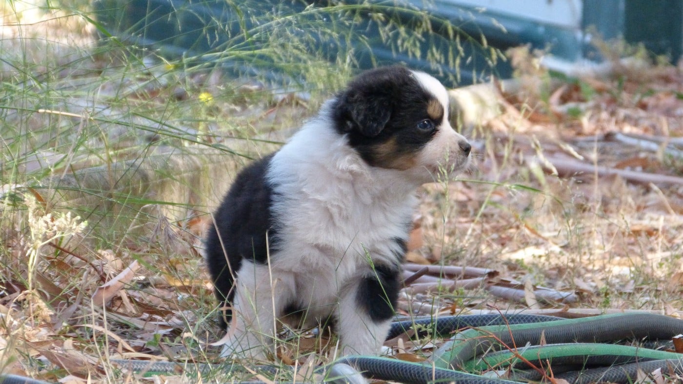 Chiot N°1 / BONNIE