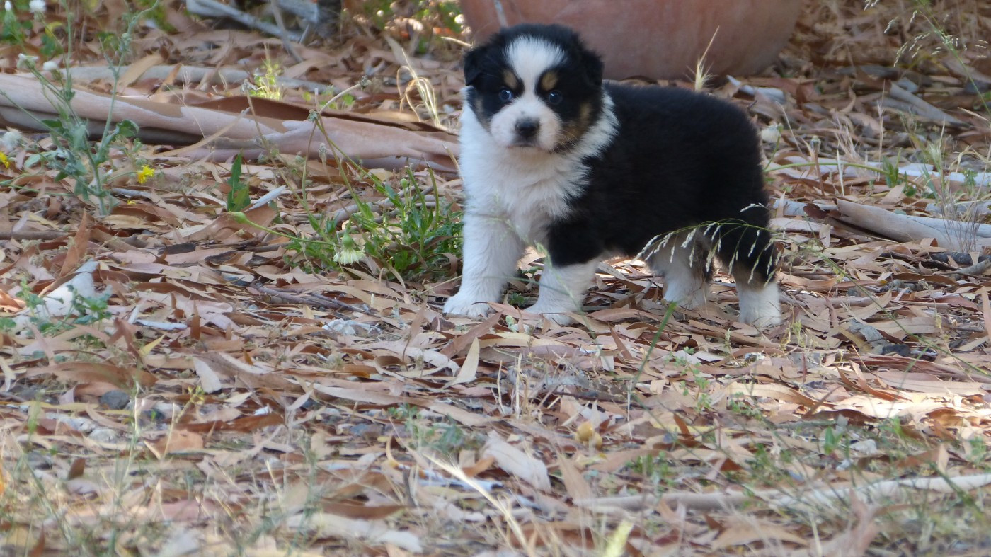 Chiot N°1 / BONNIE
