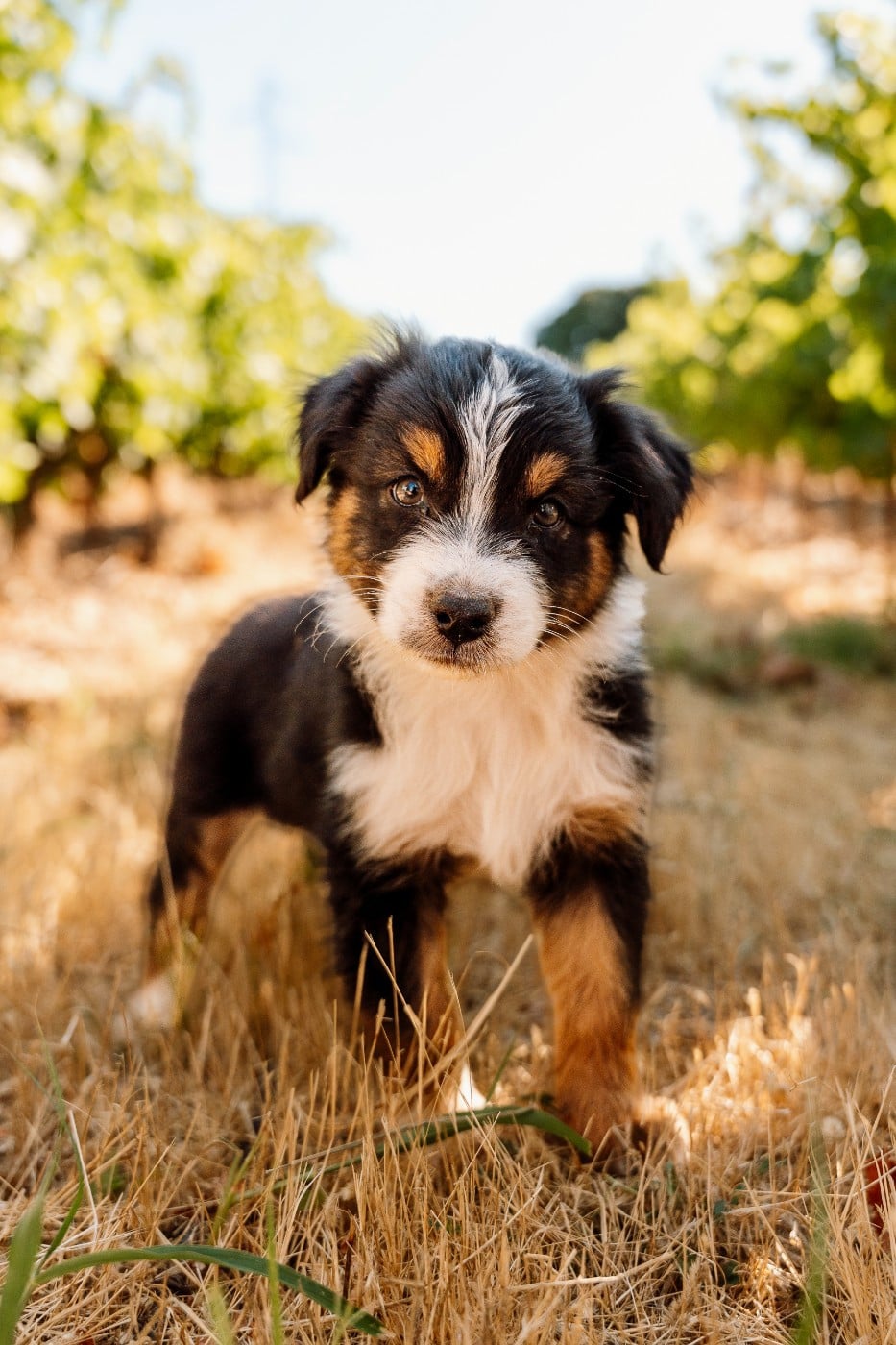 Chiot N°2 / BLACK
