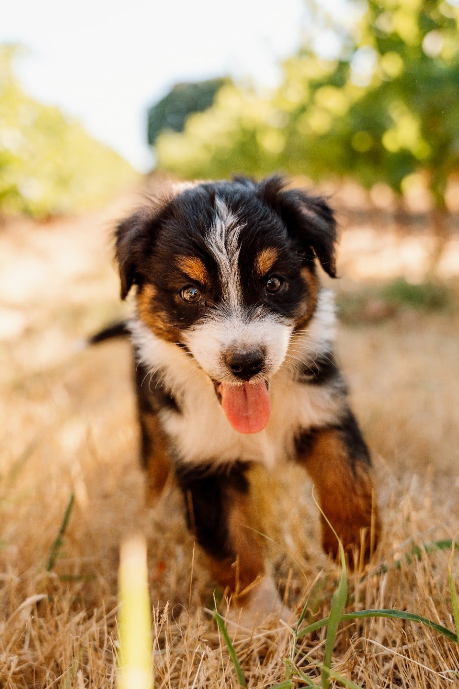 Chiot N°2 / BLACK