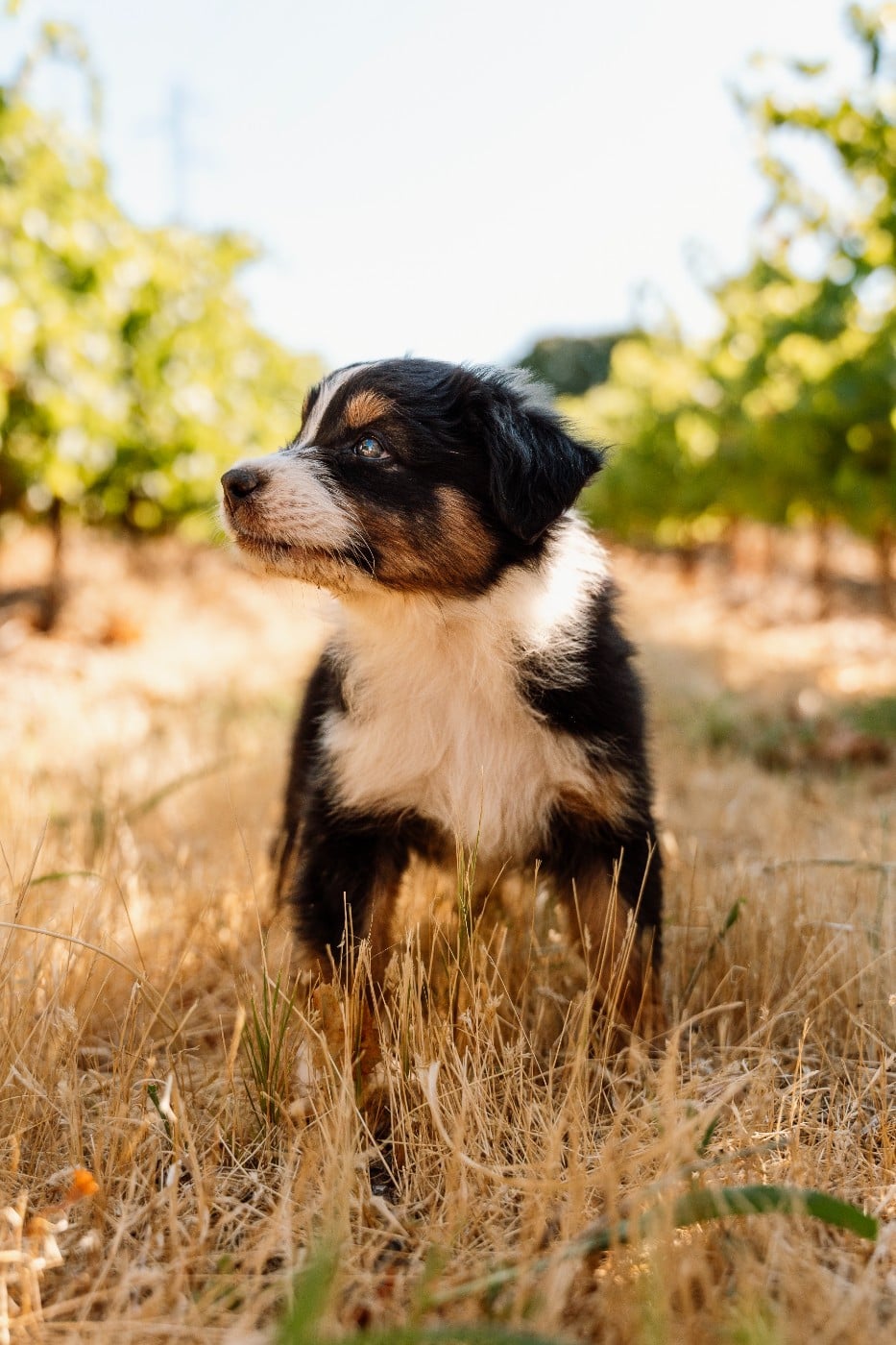 Chiot N°2 / BLACK