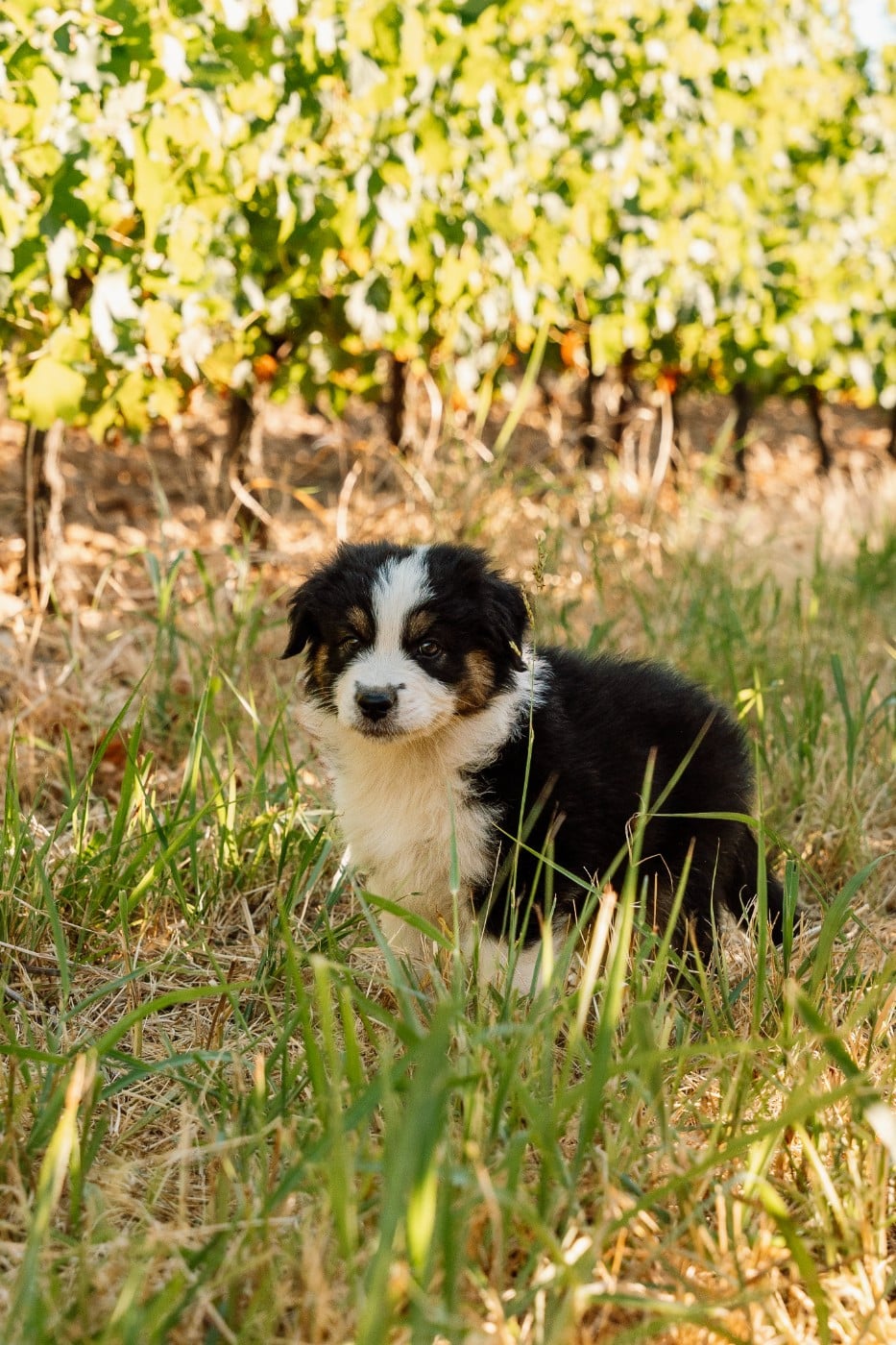 Chiot N°5 / BENTLEY