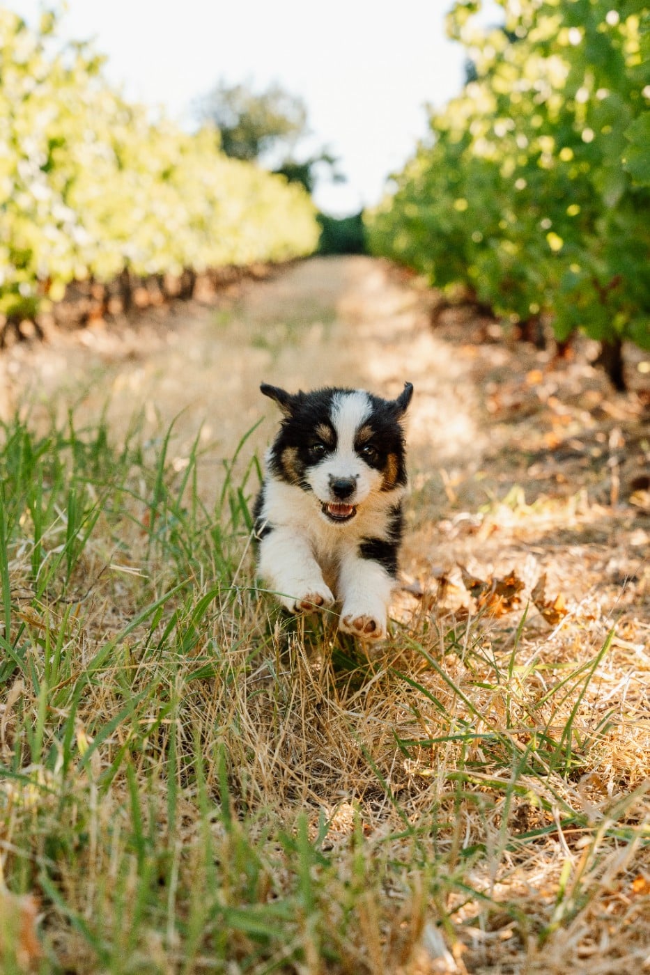 Chiot N°5 / BENTLEY