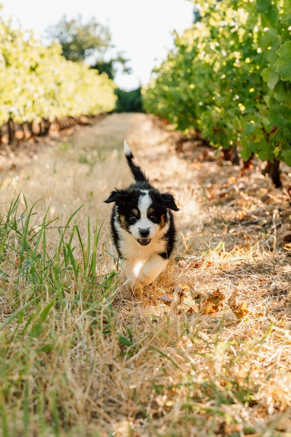 Chiot N°5 / BENTLEY