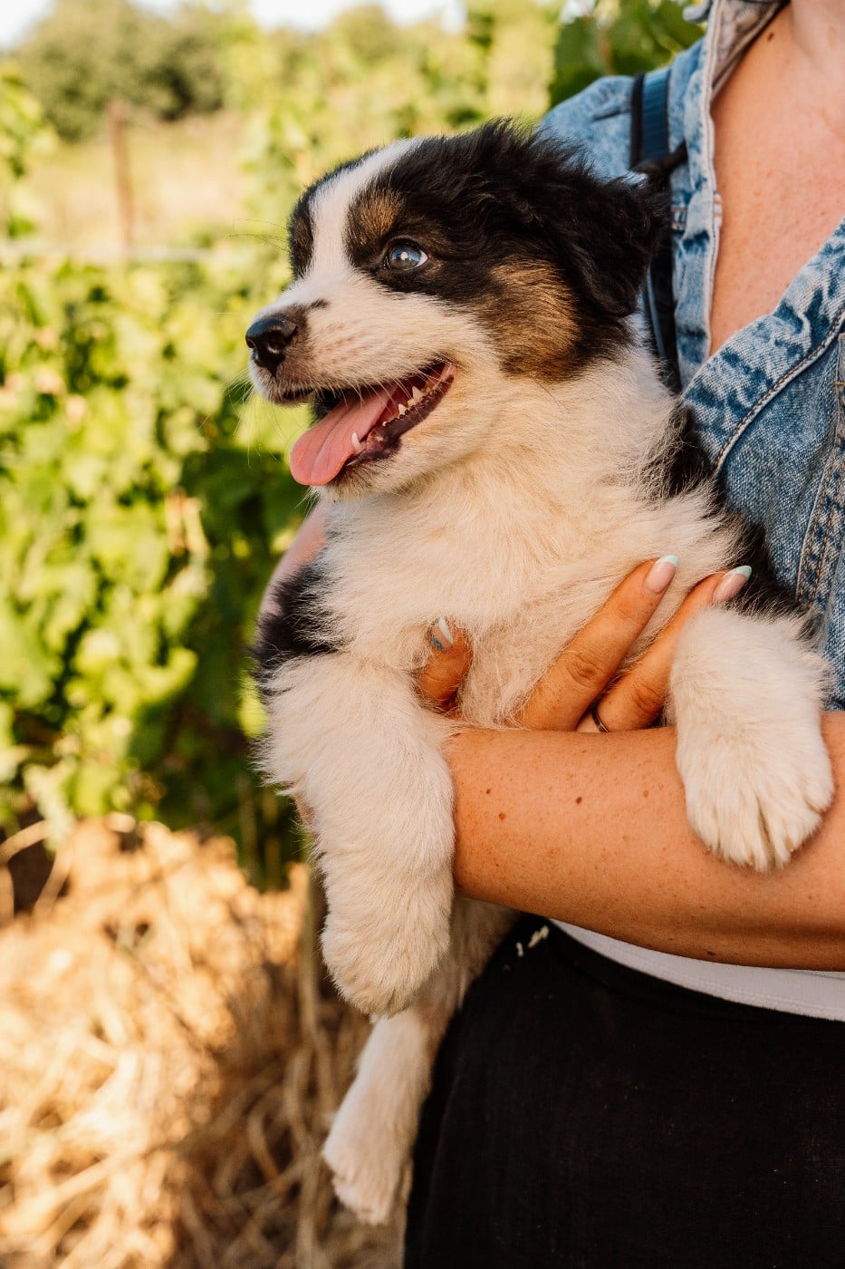Chiot N°5 / BENTLEY