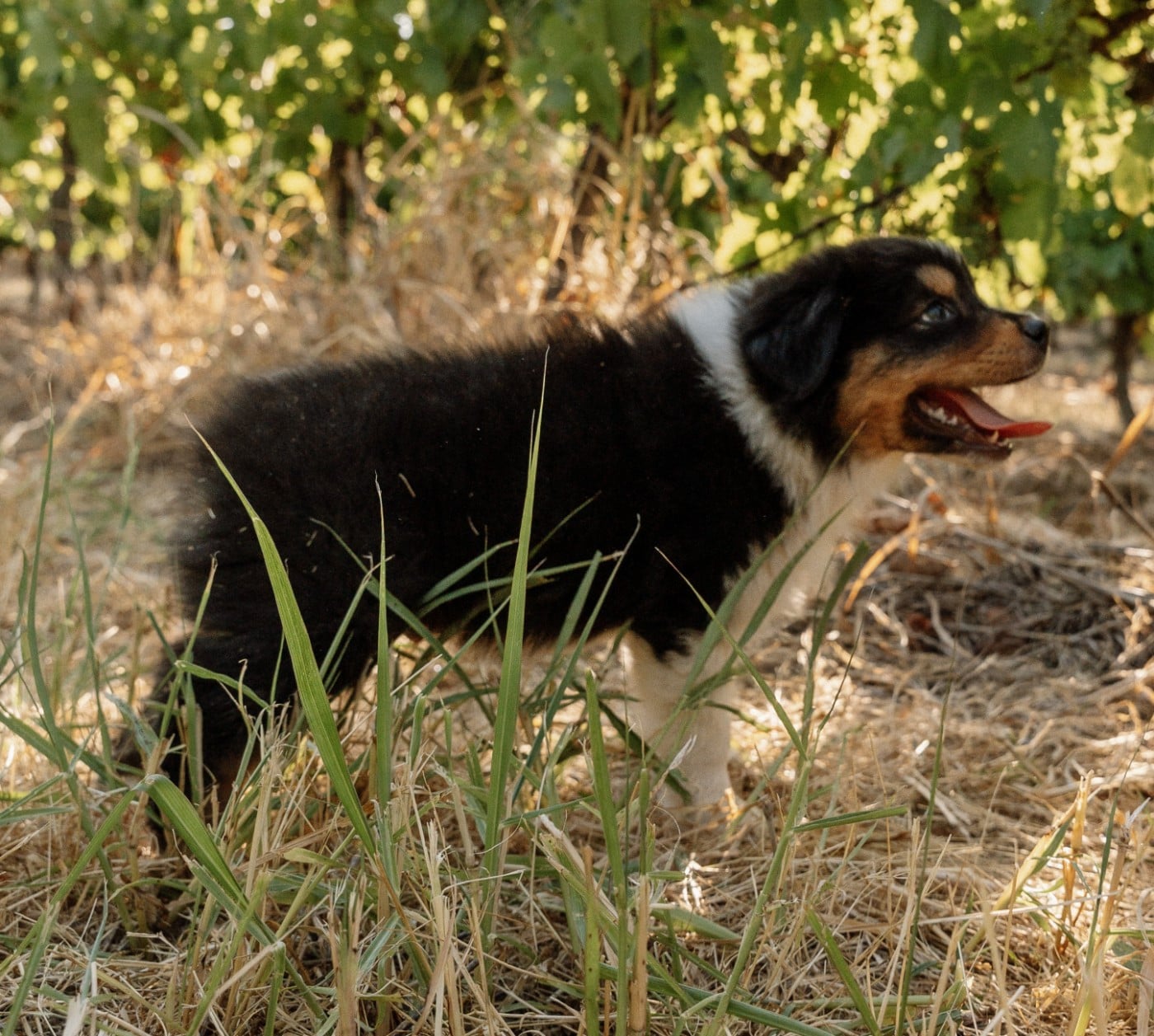 Chiot N°4 / BALTO