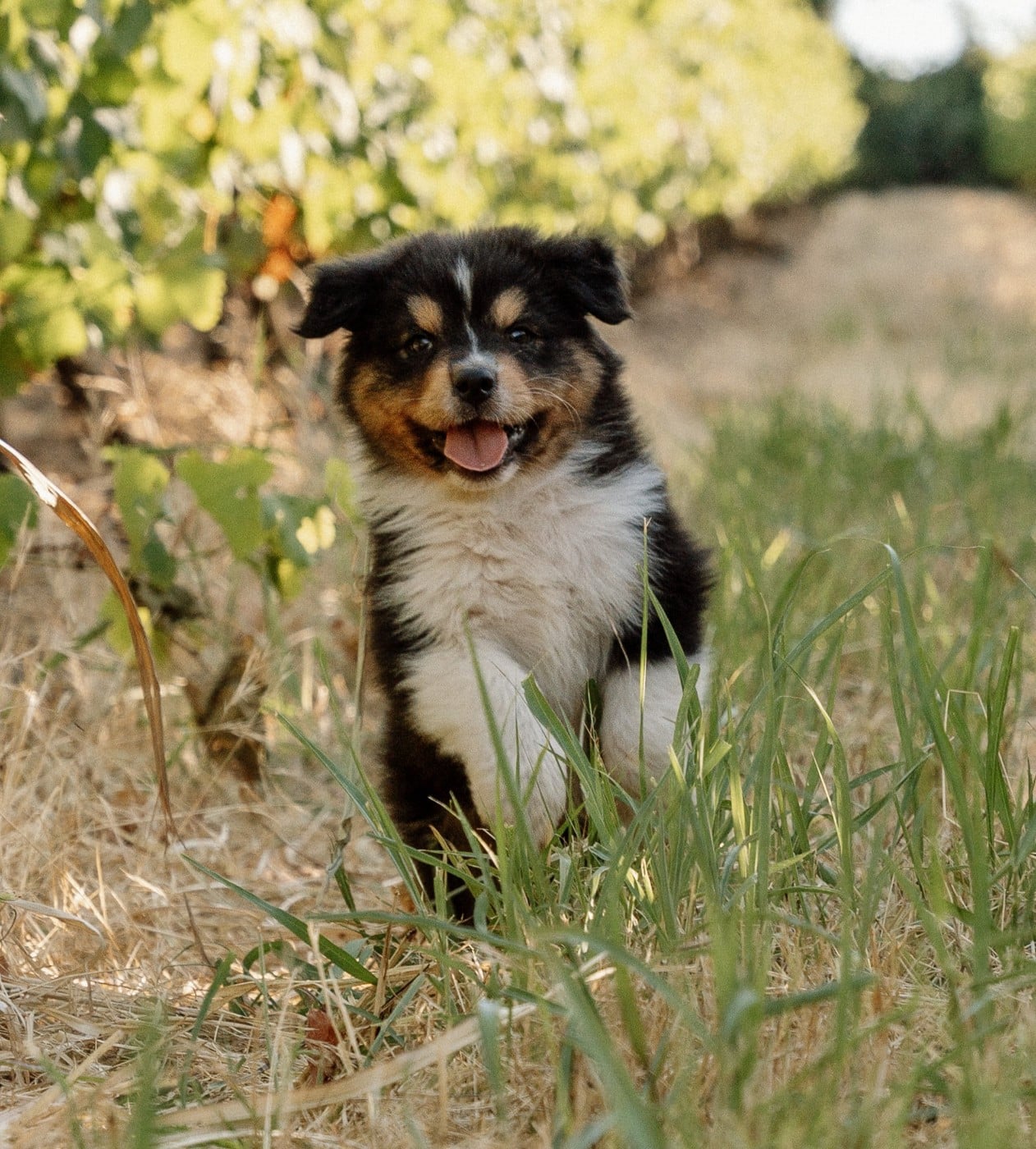 Chiot N°4 / BALTO