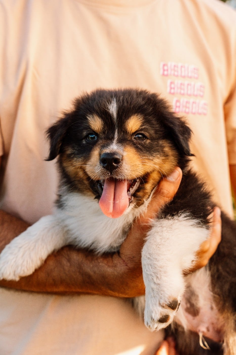 Chiot N°4 / BALTO