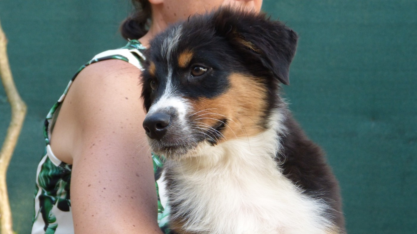Chiot N°3 / BILLY