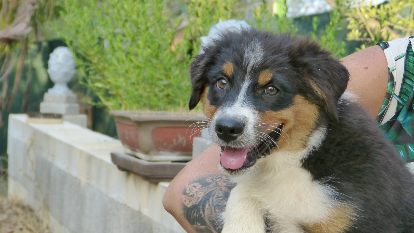Chiot N°3 / BILLY