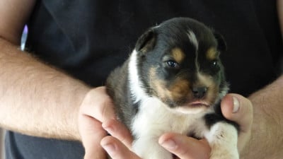 Les chiots de Berger Australien