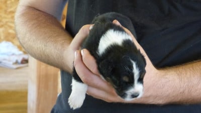 Les chiots de Berger Australien