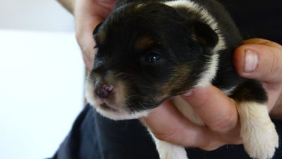 Les chiots de Berger Australien