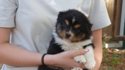 Les chiots de Berger Australien
