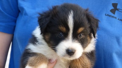 Les chiots de Berger Australien