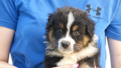 Les chiots de Berger Australien