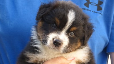 Les chiots de Berger Australien