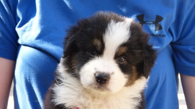 Les chiots de Berger Australien