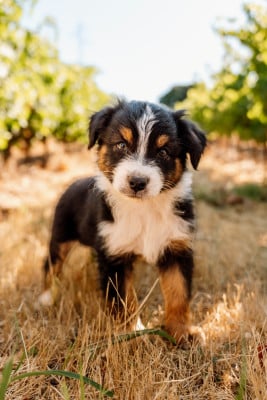 Les chiots de Berger Australien