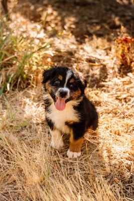 Les chiots de Berger Australien