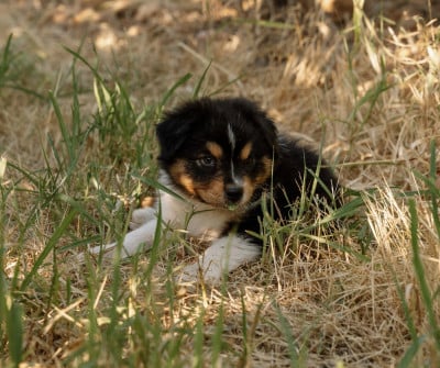 Les chiots de Berger Australien