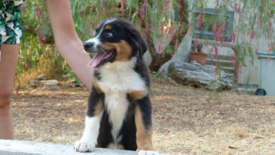 Les chiots de Berger Australien