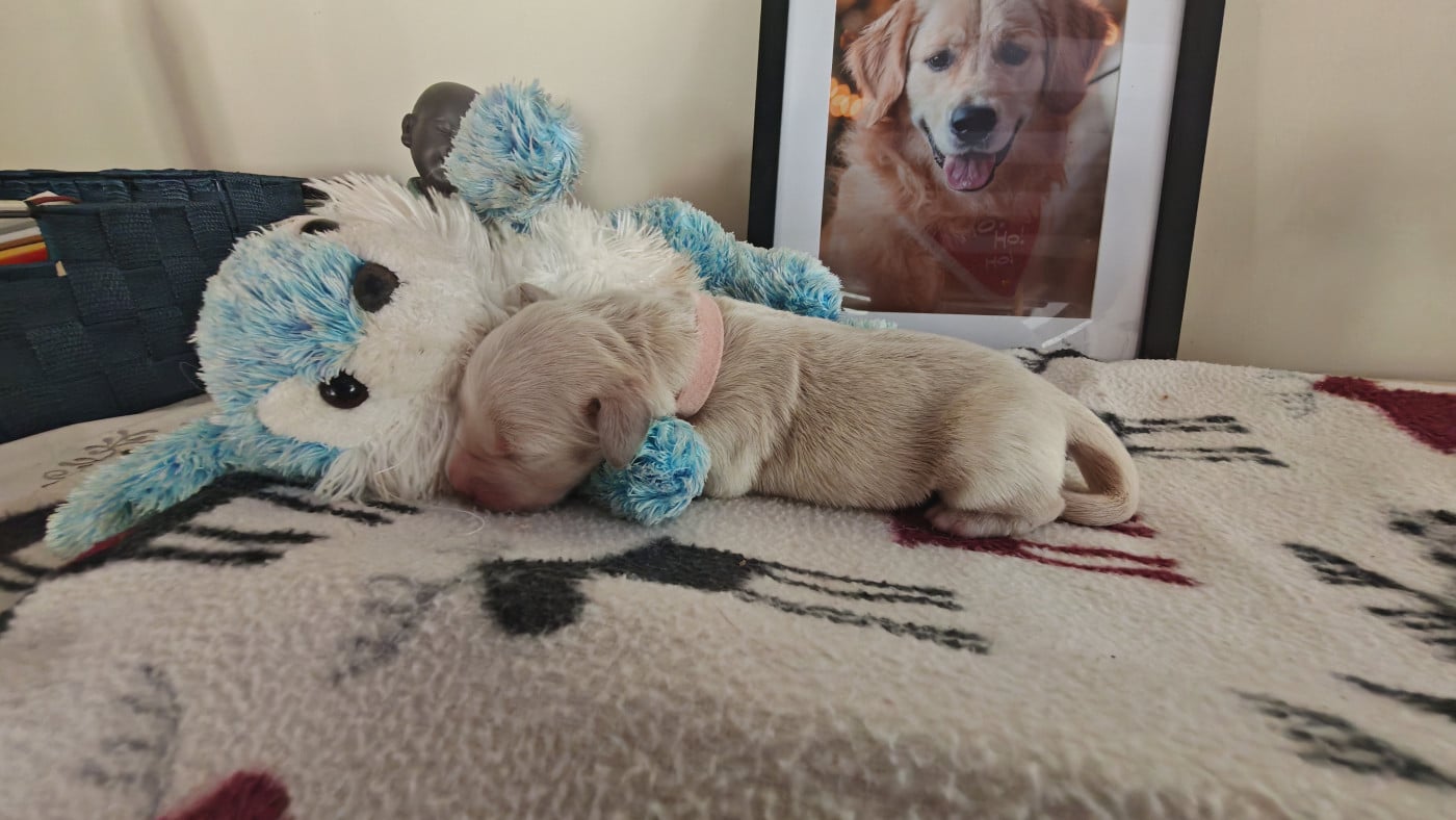 Rose (Rose) - Golden Retriever