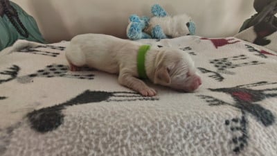  illet (vert) - Golden Retriever